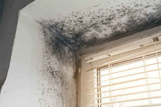 Trusted Crawl Space Mold Removal service in Gig Harbor, WA - Cheap Mold Removal